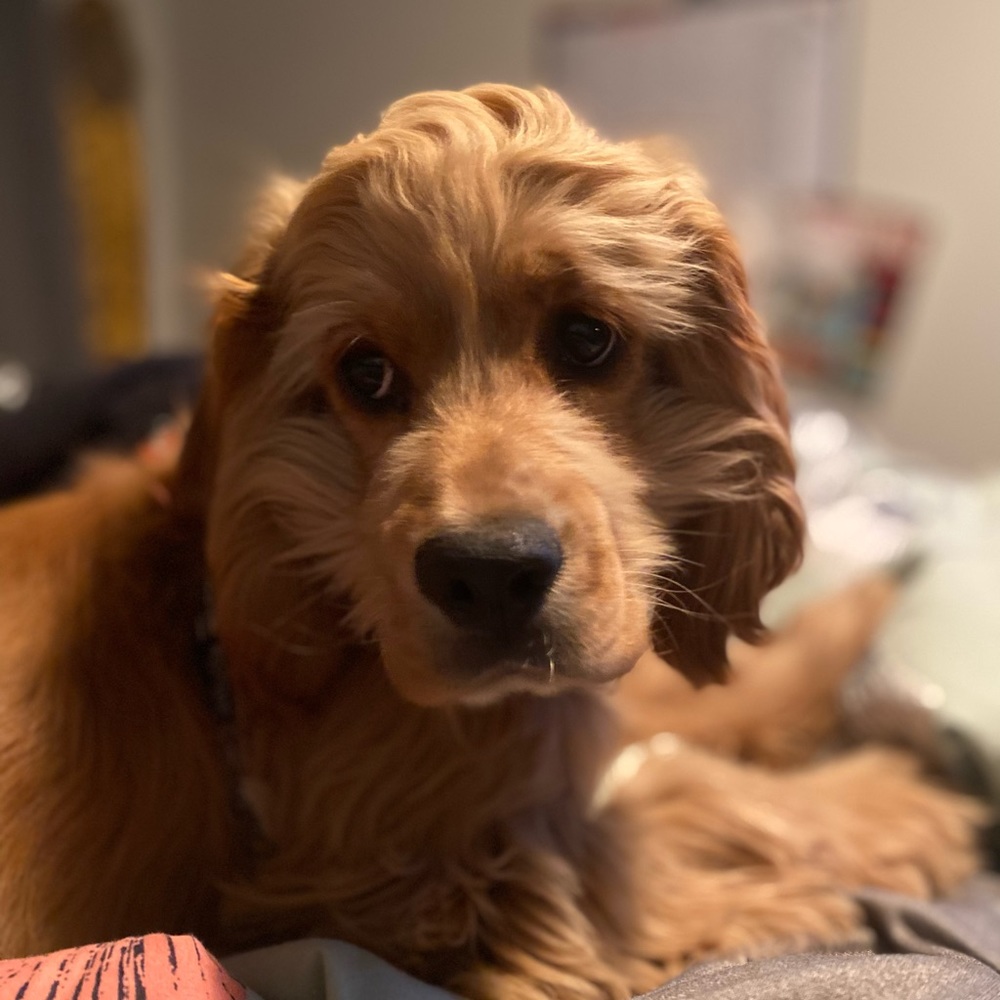 Meet your Posher, Melissa